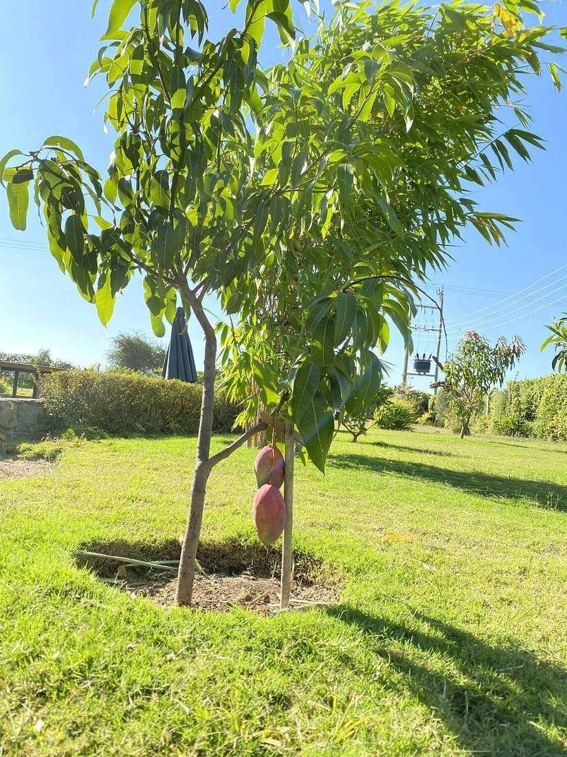 Our mango orchard